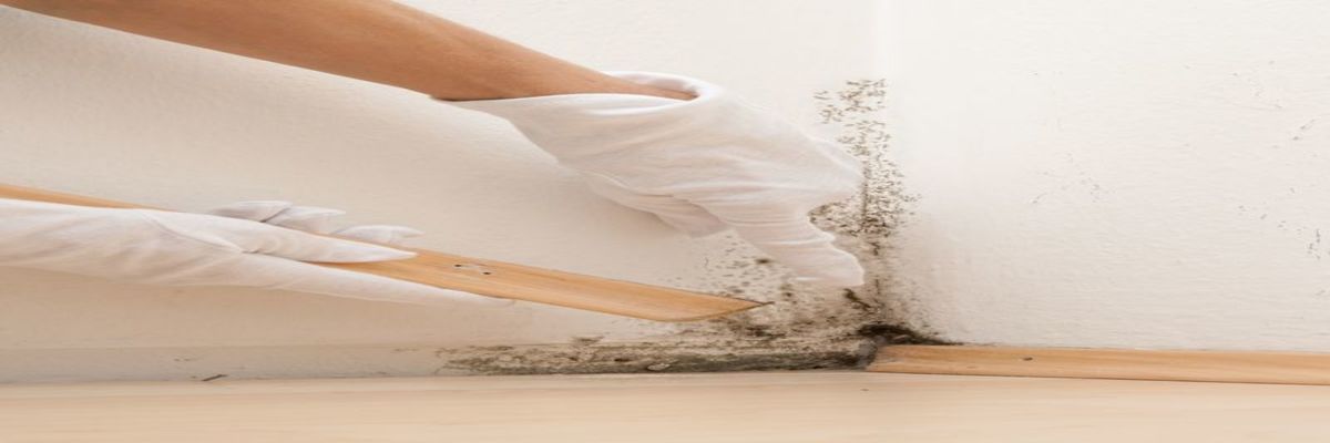 Black Mold Treatment Utah