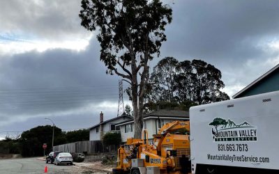 Mountain Valley Tree Service