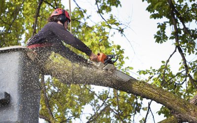 A & J Tree Services – Pomona