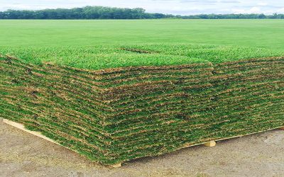 Quality Turf, Inc. (Sod Farm)