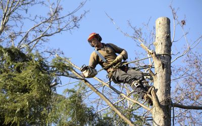 Greenway Tree Service