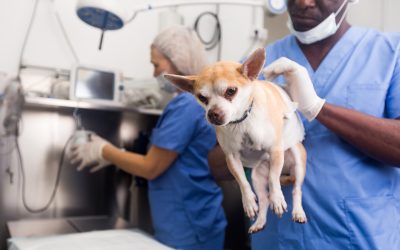 Sunset Lakes Animal Clinic