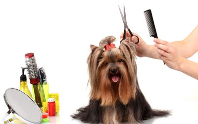Amanda’s Pet Grooming